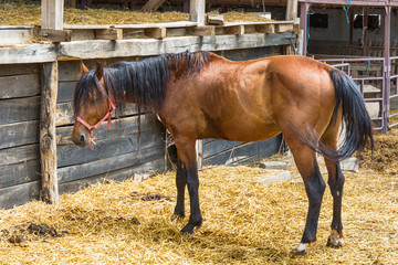 Naklejka premium Horse on the Farm 