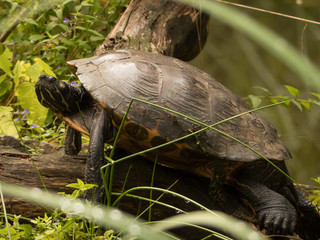 turtle on a branch