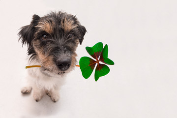 Hund hält vierblättrigen Glücksbringer - Jack Russell Terrier