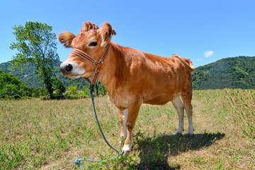 Happy Cow