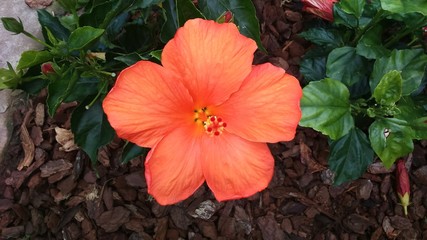 Magnifica flor de hibisco del Jardin Botanico de Gibraltar