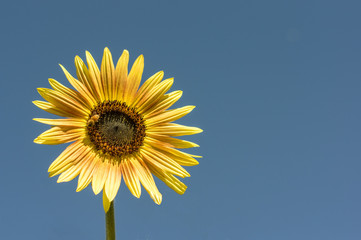 Bumblebee on Sunflower 