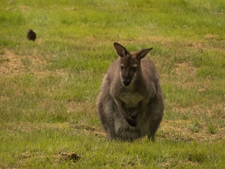 kangaroo on the grass