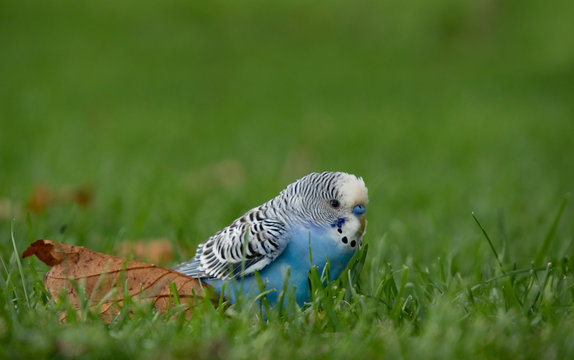 Budgie Parakeet sitting in grass