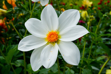 Dahlien in verschiedenen Farben