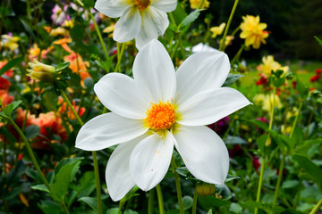 Dahlien in verschiedenen Farben (weiß - gelb)