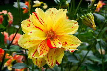 Dahlien in verschiedenen Farben