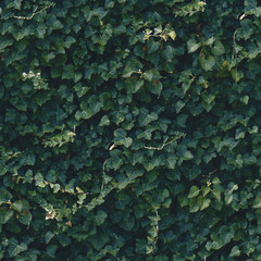Seamless dark green ivy wall pattern - obrazy, fototapety, plakaty