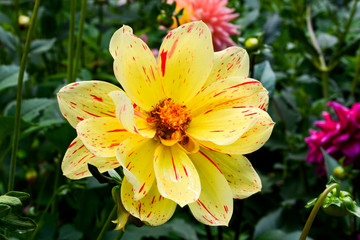 Dahlien in verschiedenen Farben (mit Bienen)