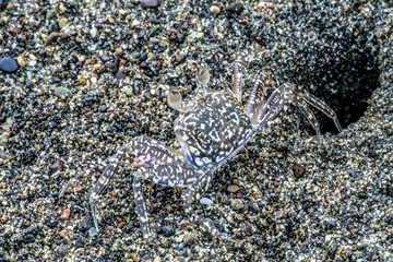 Crab on the beach