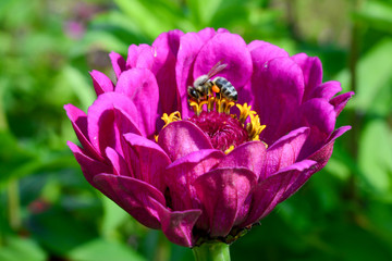 Obraz premium Pinke Dahlie mit Biene