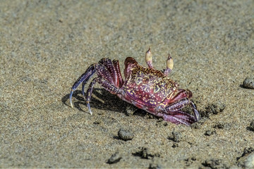 Crab on the beach