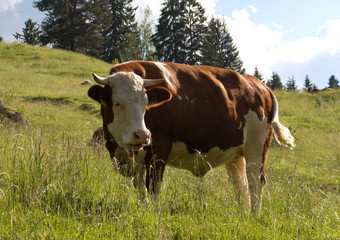 Fototapeta na wymiar Alpenpanorama mit Kuh