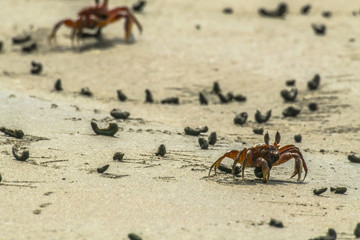 Crab on the beach