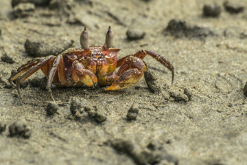 Crab on the beach