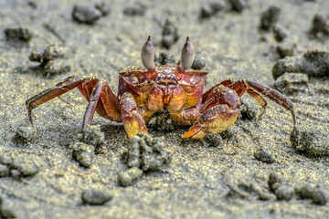Crab on the beach