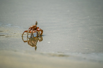Crab on the beach