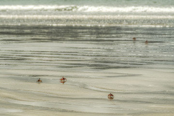 Crab on the beach