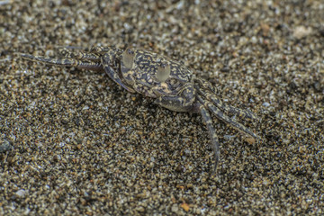 Crab on the beach