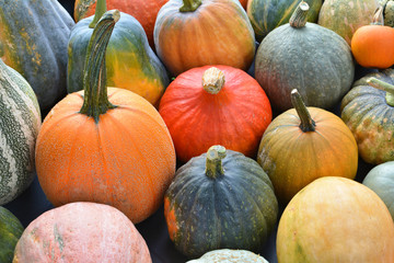 Autumn pumpkins and squashes
