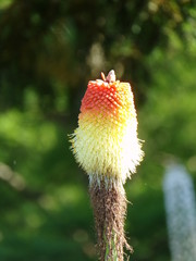 Obraz premium Orange Yellow Flower Bud