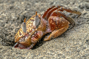 Crab on the beach