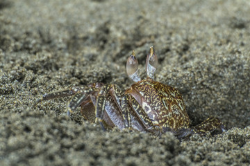 Crab on the beach