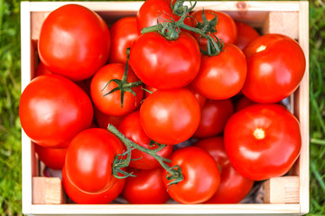 Picture of fesh tomato crop