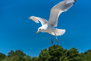 A seagull flying, a blue sky in the background