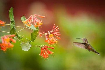 Humming Bird Flying