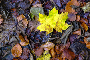 Yellow maple leaves in fall