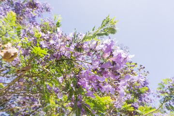 Jacaranda