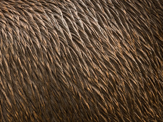 fur of a deer
