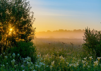 Summer dawn
