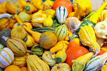 Pumpkin assortment for Halloween