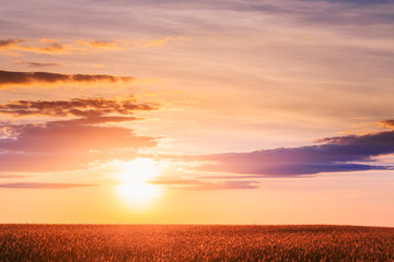 Landscape Of Ripe Wheat Field Under Scenic Summer Dramatic Sky In Sunset
