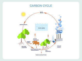 Scheme of the Carbon cycle, flats design stock vector illustration