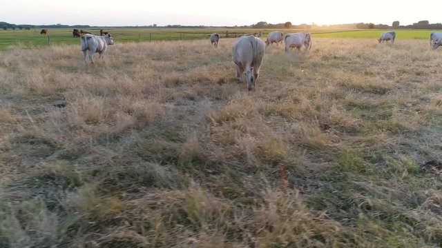 Aerial low altitude bird-eye view of meadow with white Charolais cattle grazing grass these cows are held for meat production moving over field slowly during sundown beautiful agricultural scenery 4k