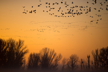 Thousands of geese flying over golden sunrise
