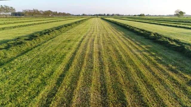 Aerial flying over worked meadow farmer mowed and raked the grass hay and the drying grass is positioned in perfect straight rows ready to be picked up and to store as animal cattle fodder 4k
