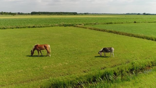 Aerial bird-eye footage of donkey and horse grazing grass on meadow drone moving closer to these domesticated odd-toed ungulate mammals are often held as outside pets and can be held together 4k