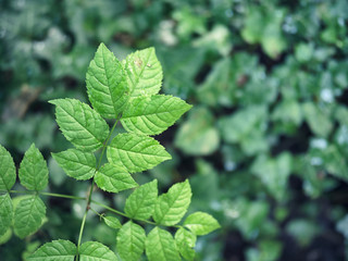 Fototapeta na wymiar green leaves with dew