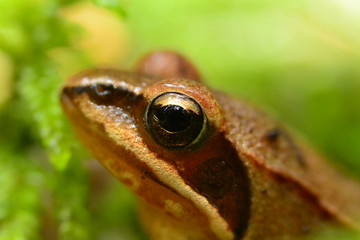 Rana temporaria brown frog