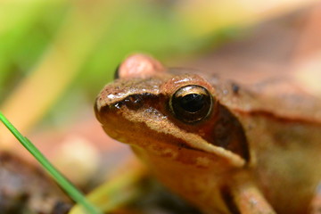 Rana temporaria brown frog