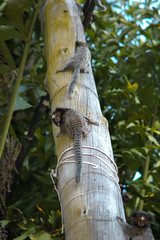 little monkeys says -i am not coming back