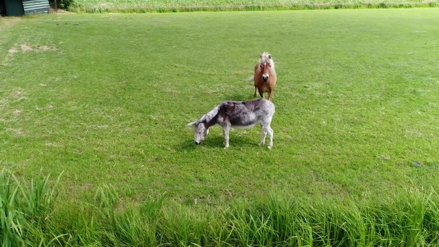 Aerial close up of donkey and horse grazing grass on meadow drone moving to left these domesticated odd-toed ungulate mammals are often held as outside pets and can be held together 4k resolution