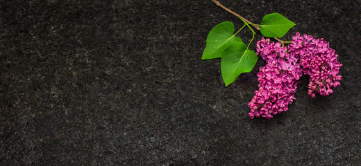 Lilac blossom branches on Antique Brown granite countertop