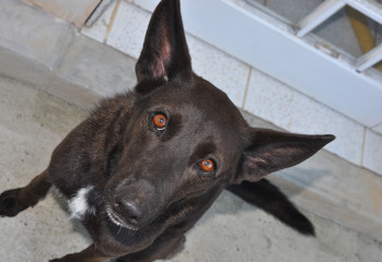 black shepherd dog with meaningful sad eyes