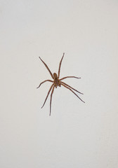 large tropical venomous spider on white wall