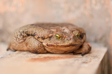 super big toad on white light colored surface